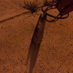 谷川漁港　アジング釣行でアジ＆カマス＆小サバ