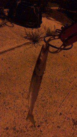 谷川漁港　アジング釣行でアジ＆カマス＆小サバ