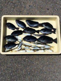 マリーナシティ海釣り公園　サビキで色々な魚種楽しめます