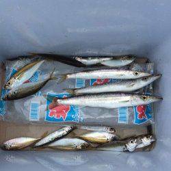 和歌山マリーナシティ海釣り公園　サビキでアジ・イワシ楽しめる