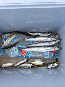 和歌山マリーナシティ海釣り公園　サビキでアジ・イワシ楽しめる