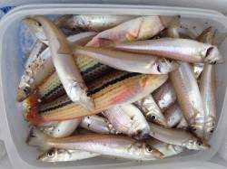 佐野の投げ釣りでキス・ベラ〜3本針パーフェ…