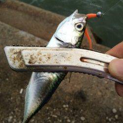 舞洲アジング　ボトムでのアタリが多かったです