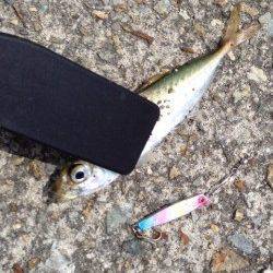 大蔵海岸で豆アジ〜メタルジグ表層付近で釣れました