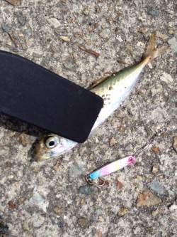 大蔵海岸で豆アジ〜メタルジグ表層付近で釣れ…