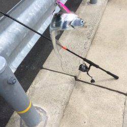 30分で4本☆舞鶴でも夏タチウオ入ってきました！