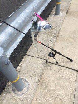 30分で4本☆舞鶴でも夏タチウオ入ってきました！