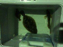 佐野漁港でアジング　表層攻めでカレイ&アイナメ