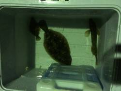 佐野漁港でアジング　表層攻めでカレイ&am…