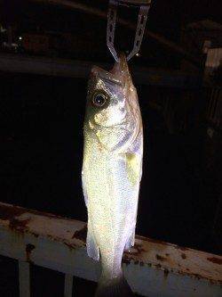 須磨周辺雨後で狙い通りシーバスの活性上がってました