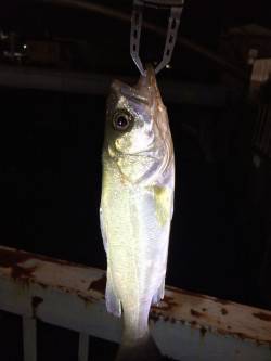 須磨周辺雨後で狙い通りシーバスの活性上がっ…