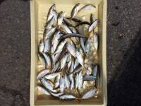 サビキでアジ・カマス・サバ　マリーナシティ…