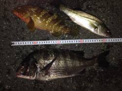 白灯台にて電気ウキ釣り〜チヌ・セイゴ・アコ…