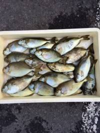 アイゴ22尾ゲットで目標達成！　マリーナシ…