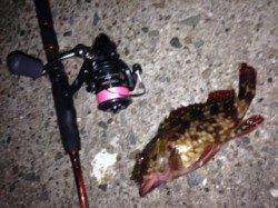 アジ狙いのランガンアジング釣行☆