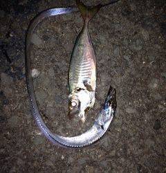 2時間のアジングでアジ20UP・タチウオ・ガシラ