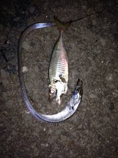 2時間のアジングでアジ20UP・タチウオ・…