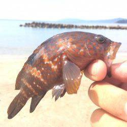 赤崎エリアで海水浴の合間にアコウ数匹の釣果、楽しめました♪
