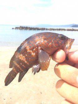 赤崎エリアで海水浴の合間にアコウ数匹の釣果、楽しめました♪
