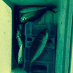 深日漁港周辺でのアジング〜カラーチェンジでアタリ続きました