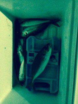 深日漁港周辺でのアジング〜カラーチェンジでアタリ続きました