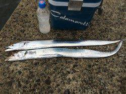 水軒　タチウオにエギングに色々楽しめました☆