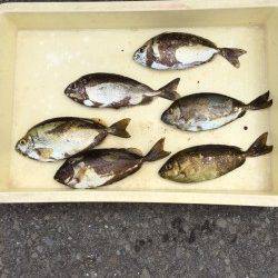 マリーナシティ海釣り公園　アイゴ＆アジの釣果