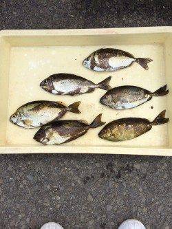 マリーナシティ海釣り公園　アイゴ＆アジの釣果