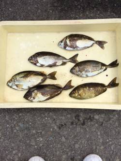 マリーナシティ海釣り公園　アイゴ＆アジの釣…