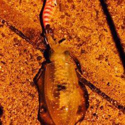 谷川漁港　アオリイカの新子調査釣行