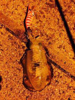 谷川漁港　アオリイカの新子調査釣行