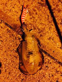 谷川漁港　アオリイカの新子調査釣行