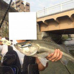 石津川河川　イナッコパターンでのシーバス楽しいです！