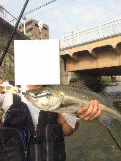 石津川河川　イナッコパターンでのシーバス楽しいです！