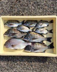 紀州釣りでチヌ&マダイ楽しめました♪　マリーナシティ海釣り公園