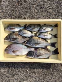 紀州釣りでチヌ&マダイ楽しめました…