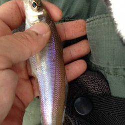 淡輪漁港　ちょい投げでキス釣り楽しめる