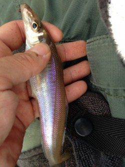 淡輪漁港　ちょい投げでキス釣り楽しめる