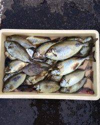 マリーナシティ海釣り公園　酒かすで良型アイゴの釣果