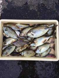 マリーナシティ海釣り公園　酒かすで良型アイ…