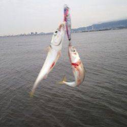 西宮ケーソン　ショアジギングでサバゲーム楽しめる