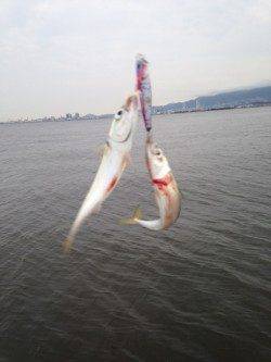 西宮ケーソン　ショアジギングでサバゲーム楽しめる