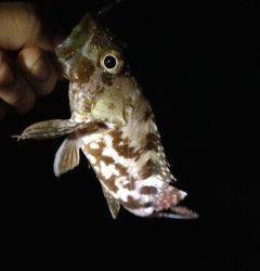 ライトゲームで南紀の漁港巡り　椿でガシラ2匹ゲット