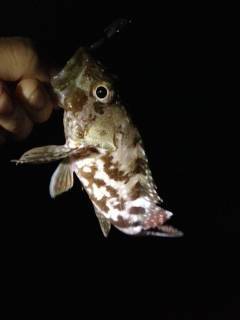 ライトゲームで南紀の漁港巡り　椿でガシラ2…