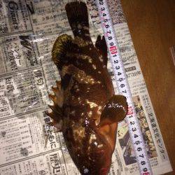 大阪南港周辺ワームで念願の初アコウ☆ すごい引き込みでした