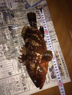 大阪南港周辺ワームで念願の初アコウ☆ すごい引き込みでした