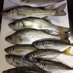 香住東港で初めてのアジング　アジとセイゴをゲット