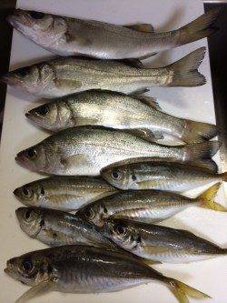 香住東港で初めてのアジング　アジとセイゴをゲット