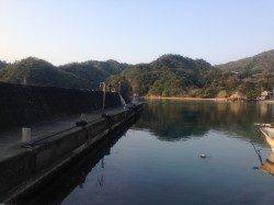 久美浜アオリ調査　まだリリースサイズ多く数伸びません