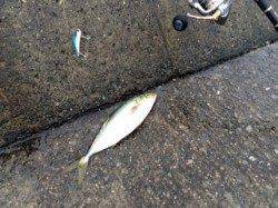 武庫川一文字　ライトジギングでサバ多数、本命ツバス1匹